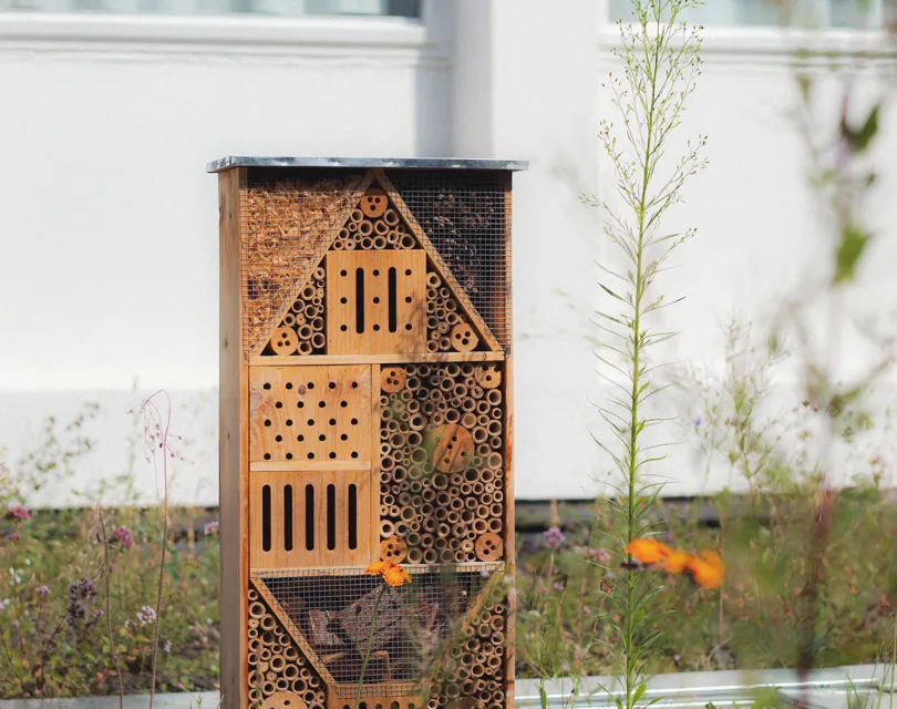 green roof insect hotel