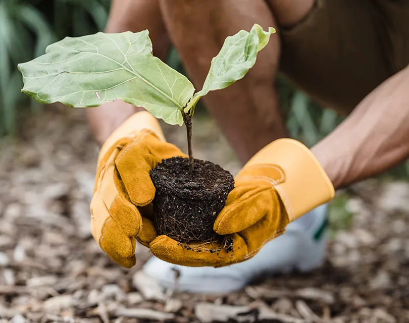 Planting a seedling in the ground