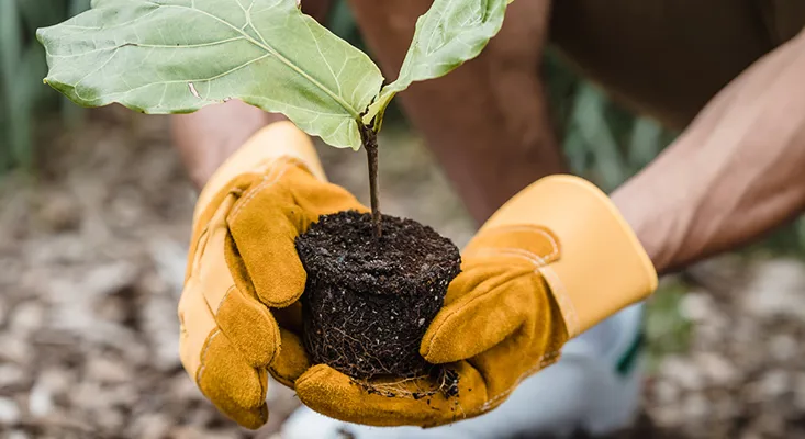 2023plantingseedlingpex